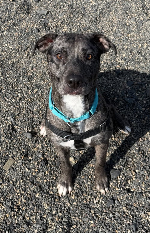 picture of the dog needing adoption