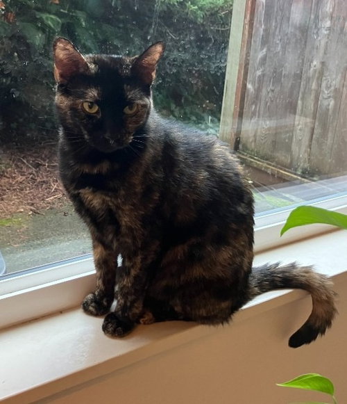 Gypsy, Young Domestic Short Hair / Mixed, cat for adoption in Lake Oswego, Oregon