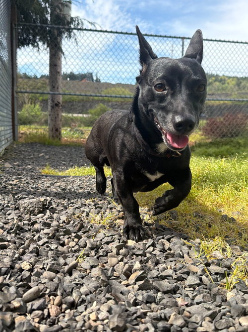 picture of the dog needing adoption