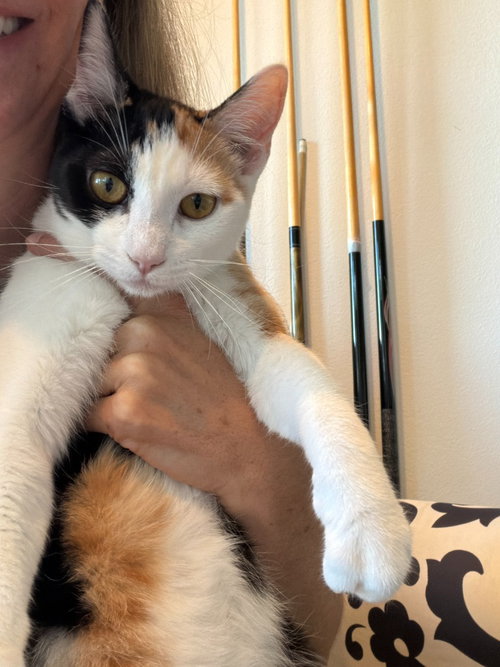 PJ, Young Domestic Short Hair / Mixed, cat for adoption in Lake Oswego, Oregon