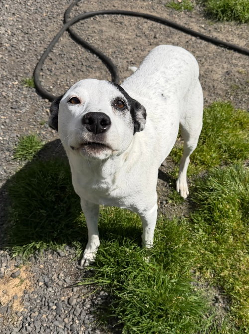 Stella, an adoptable German Shorthaired Pointer in St Helens, OR