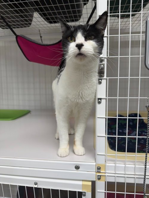 Hetty, Adult Domestic Short Hair / Mixed, cat for adoption in Lake Oswego, Oregon