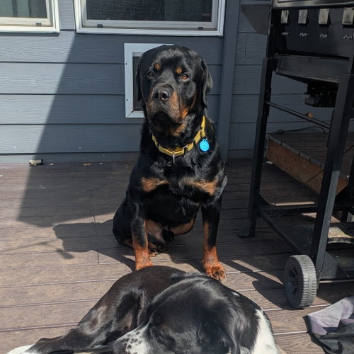 Rugar, an adoptable Rottweiler in St Helens, OR