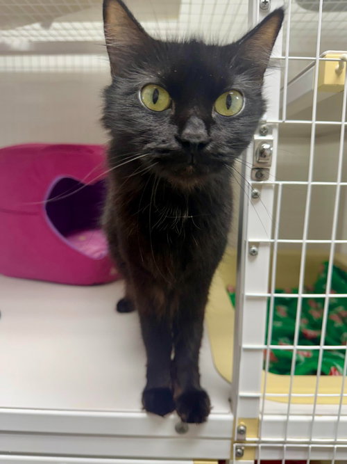 Sarah 26-08, Adult Domestic Medium Hair / Mixed, cat for adoption in Lake Oswego, Oregon