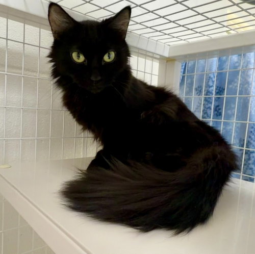 Sarah 26-08, an adoptable Domestic Medium Hair in St Helens, OR