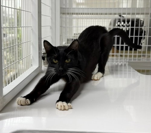 Independance 26-09, an adoptable Domestic Short Hair in St Helens, OR