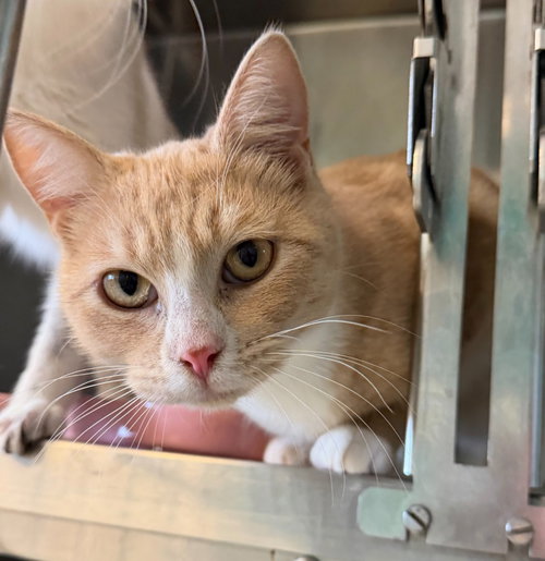 Trevor, an adoptable Domestic Short Hair in St Helens, OR