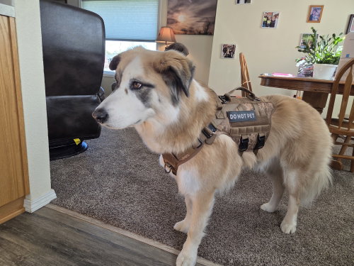 Hank, an adoptable Husky in St Helens, OR