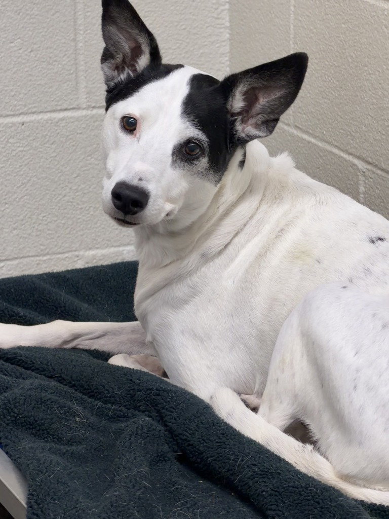 Stella