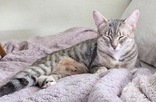 Lorelei, an adoptable Domestic Short Hair in St Helens, OR