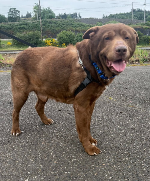 Max, an adoptable Labrador Retriever in St Helens, OR