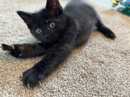 26-09 Isanti, an adoptable Domestic Short Hair in St Helens, OR