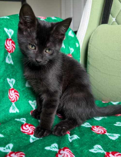 26-09 Ithaca, an adoptable Domestic Short Hair in St Helens, OR