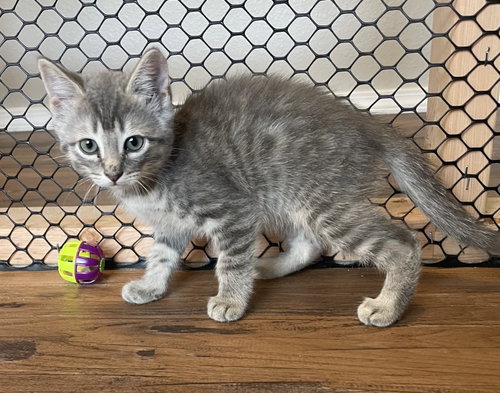 26-10 Jambo, an adoptable Domestic Short Hair in St Helens, OR