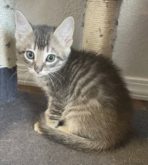 26-10 Jethro, an adoptable Domestic Short Hair in St Helens, OR