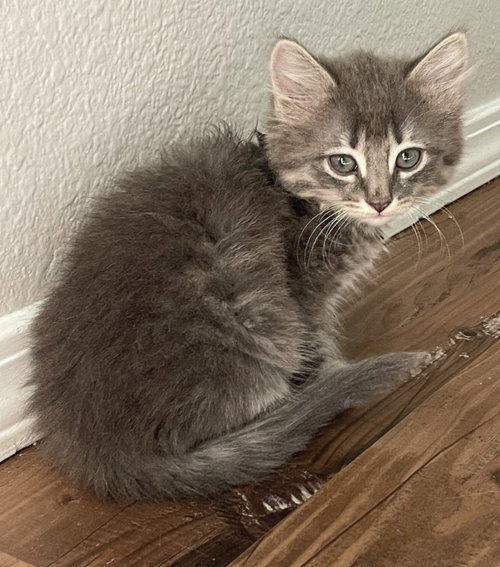 26-10 Jezebel, an adoptable Domestic Short Hair in St Helens, OR