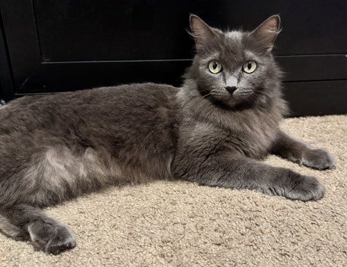 Smokey 26-05, an adoptable Domestic Long Hair in St Helens, OR