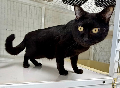Betelgeuse, an adoptable Domestic Short Hair in St Helens, OR