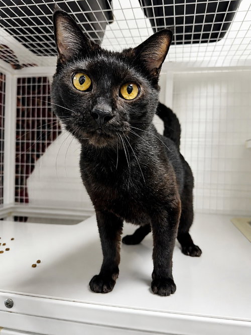 Betelgeuse, a cat for adoption from Columbia Humane Society