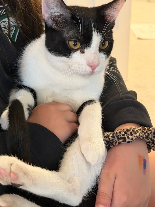 King, an adoptable Domestic Short Hair in St Helens, OR