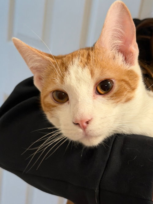 Nacho, an adoptable Domestic Short Hair in St Helens, OR