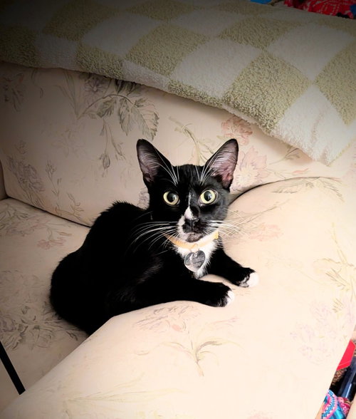 Emmaline, an adoptable Domestic Short Hair in St Helens, OR