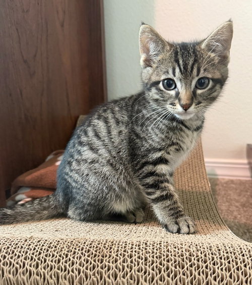26-12 Louis, an adoptable Domestic Short Hair in St Helens, OR