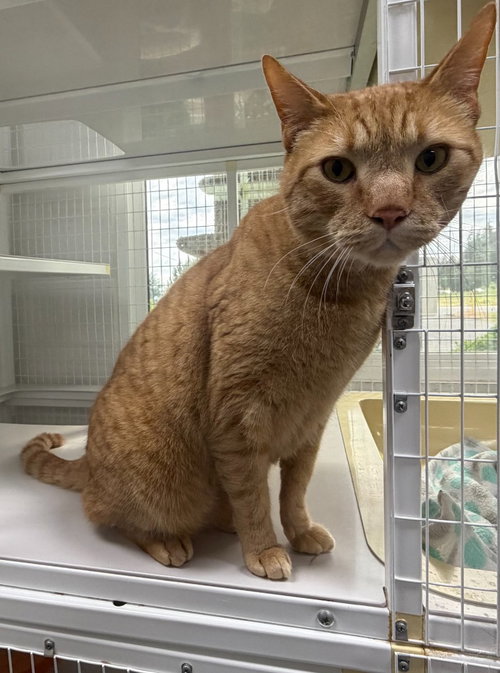 Garfield, an adoptable Domestic Short Hair in St Helens, OR