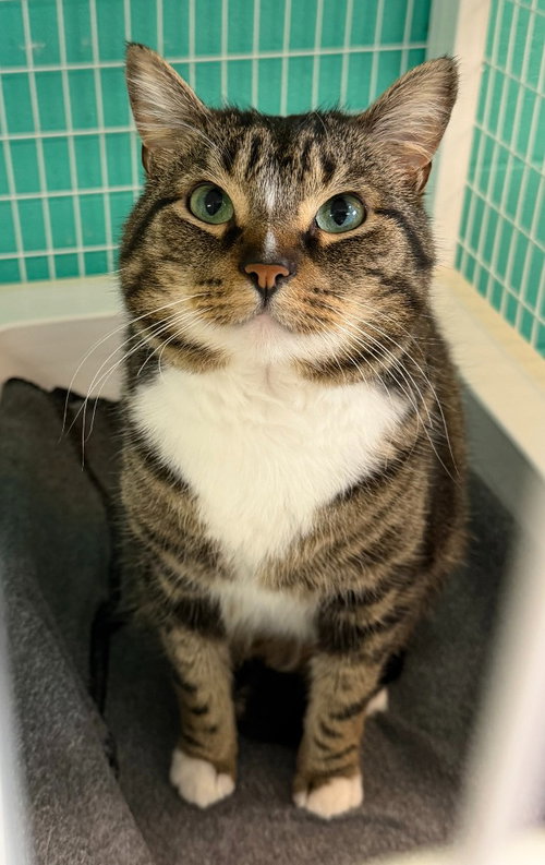 Tad, an adoptable Domestic Short Hair in St Helens, OR