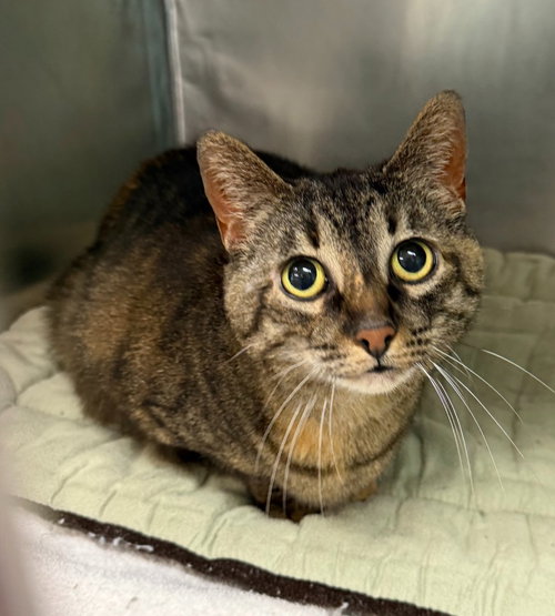 Cayenne, an adoptable Domestic Short Hair in St Helens, OR