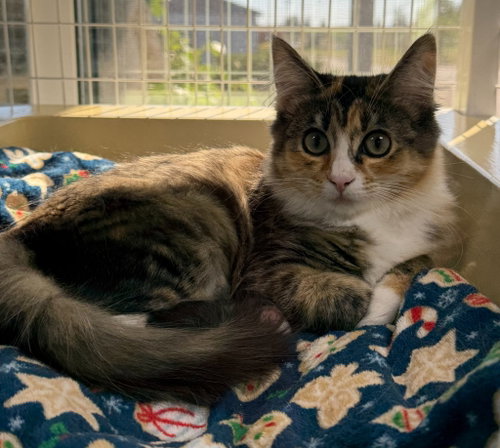 26-03 Calypso, an adoptable Domestic Medium Hair in St Helens, OR