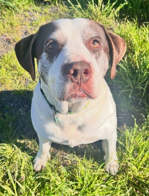 Ron, an adoptable Terrier in St Helens, OR