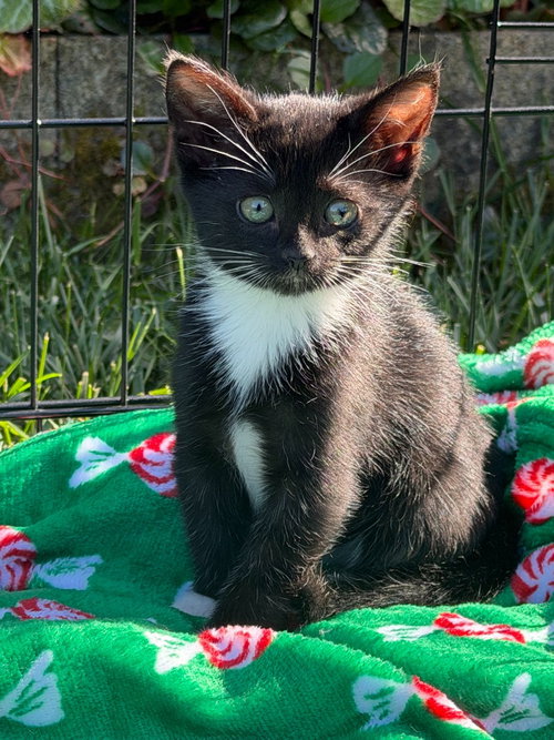 26-09 Ida, Baby Domestic Short Hair / Mixed, cat for adoption in Saint Helens, Oregon