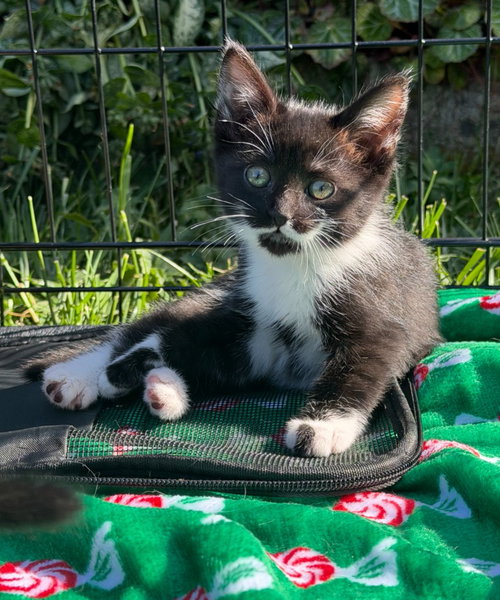 26-09 Iona, Baby Domestic Short Hair / Mixed, cat for adoption in Saint Helens, Oregon
