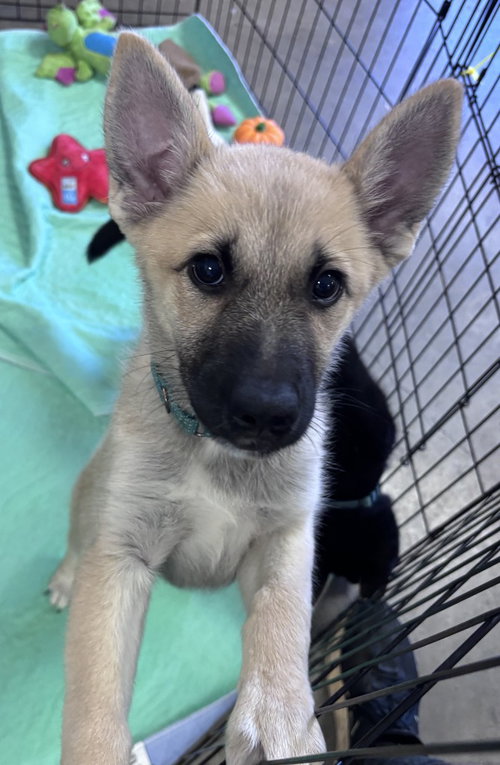 26-03 Hermione, an adoptable Husky in St Helens, OR