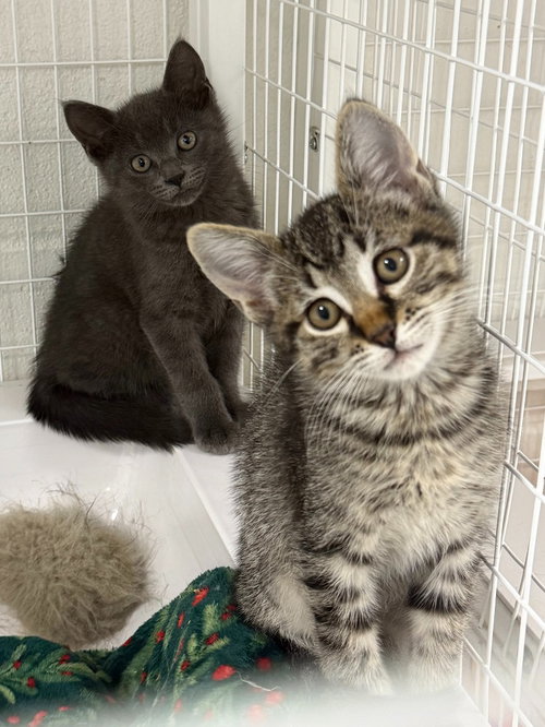 26-15 Octavius, an adoptable Domestic Short Hair in St Helens, OR