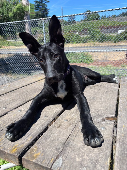 Bark, an adoptable Pit Bull Terrier in St Helens, OR