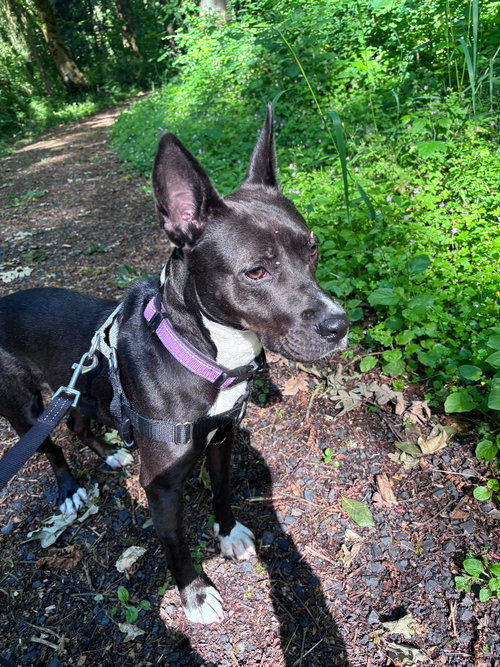 Ezma, an adoptable Terrier in St Helens, OR
