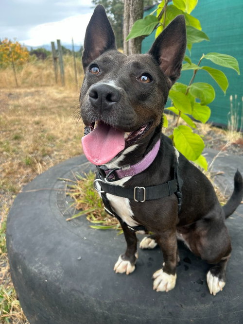 picture of the dog needing adoption