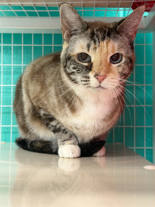 Clara, an adoptable Domestic Short Hair in St Helens, OR