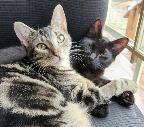 25-11 Mini, an adoptable Domestic Short Hair in St Helens, OR