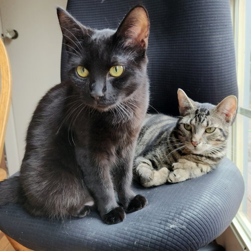 Velvet, an adoptable Domestic Short Hair in St Helens, OR