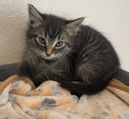 26-14 Neapolitan, an adoptable Domestic Medium Hair in St Helens, OR