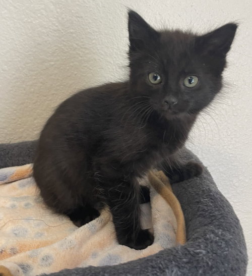 26-14 Nestle, an adoptable Domestic Medium Hair in St Helens, OR