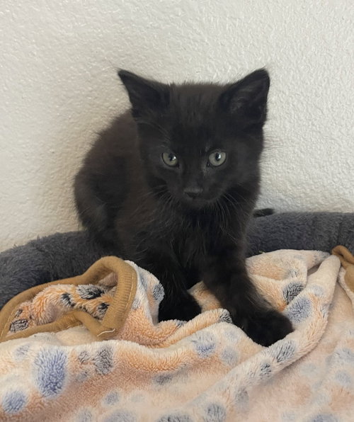 26-14 Nougat, an adoptable Domestic Medium Hair in St Helens, OR