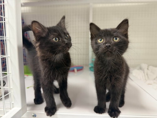 26-14 Nougat, Baby Domestic Medium Hair / Mixed, cat for adoption in Tigard, Oregon