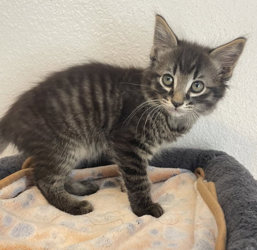 26-14 Nutmeg, an adoptable Domestic Medium Hair in St Helens, OR
