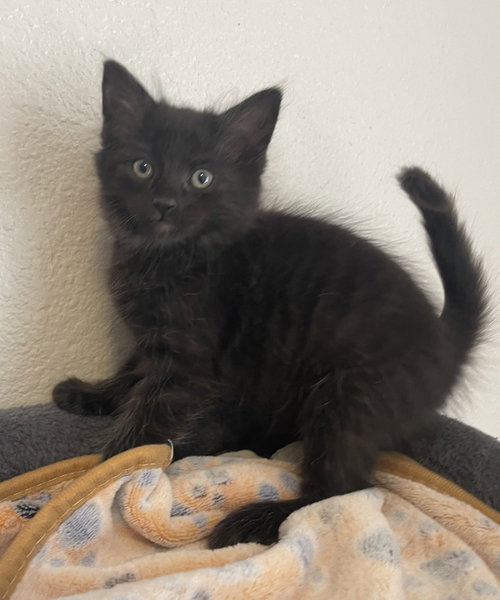26-14 Nutter Butter, an adoptable Domestic Medium Hair in St Helens, OR