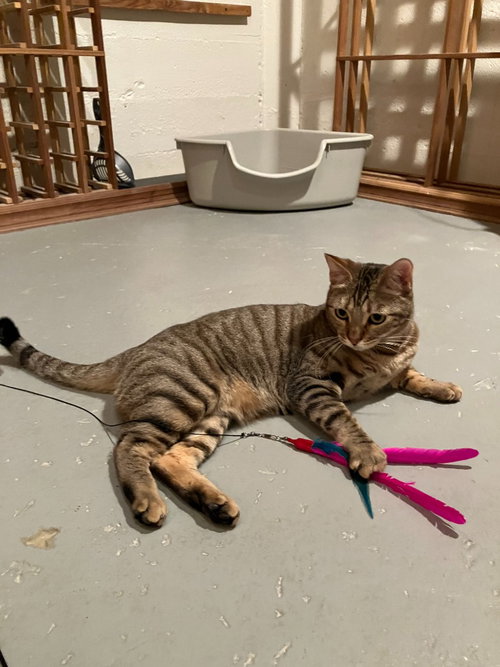 Photo 2 of Cleo/Mabel