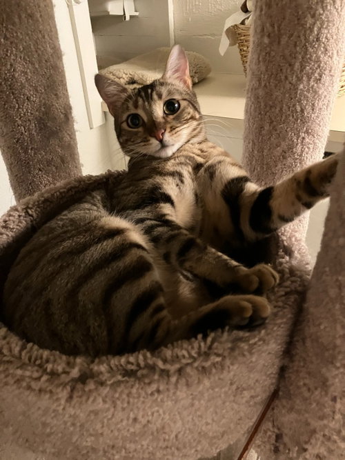 Photo 3 of Cleo/Mabel